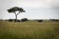 African elephants under trees on savannah