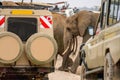 African elephants walking across road with safari travel tourists car stop by watching Royalty Free Stock Photo