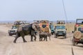 African elephants walking across road with safari travel tourists car stop by watching Royalty Free Stock Photo