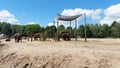 African elephants at Safari Park.