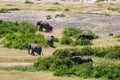 African Elephants walking away in a single file line over a dry lake bed in Amboseli National Park in Kenya. Royalty Free Stock Photo