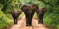 African elephants walking on dirt road one young female facing camera others behind green tree . Concept Wildlife Photography, Royalty Free Stock Photo