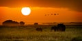 African Elephants Walking at Golden Sunrise Royalty Free Stock Photo