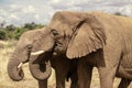 African elephants, walking through the lush grasslands of Etosha National Park