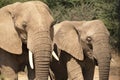 African elephants, walking through the lush grasslands of Etosha National Park, Namibia
