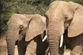 African elephants, walking through the lush grasslands of Etosha National Park