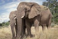 African elephants, walking through the lush grasslands of Etosha National Park