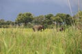 African elephants walking okavango delta nature reserve botswana Royalty Free Stock Photo