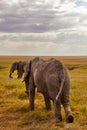 African Elephants walking on savanna Royalty Free Stock Photo