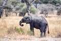 African elephants walking in savannah Royalty Free Stock Photo