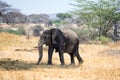 African elephants walking in savannah Royalty Free Stock Photo