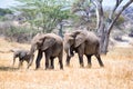 African elephants walking in savannah Royalty Free Stock Photo