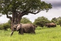 African elephants walking in savannah in the Tarangire National Royalty Free Stock Photo