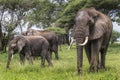 African elephants walking in savannah in the Tarangire National Royalty Free Stock Photo