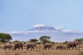 African elephants walking together with background of Kilimanjaro mountain at Amboseli national park Kenya Royalty Free Stock Photo