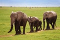 African elephants walking towards the swamps Royalty Free Stock Photo