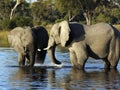 African Elephants - Waterhole - Botswana Royalty Free Stock Photo