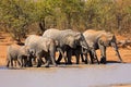 African elephants at a waterhole Royalty Free Stock Photo