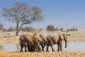 African elephants at waterhole in Okaukuejo, Etosha National Park, Namibia Royalty Free Stock Photo