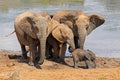 African elephants at a waterhole, South Africa Royalty Free Stock Photo