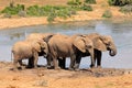 African elephants at a waterhole, Addo Elephant National Park, South Africa Royalty Free Stock Photo