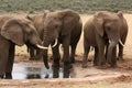 African elephants at waterhole in South Africa Royalty Free Stock Photo