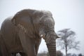 Beautiful quiet Elephant up close and happy