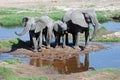 African Elephants with young-Tanzania Royalty Free Stock Photo