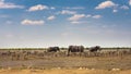 African elephants and zebras at a waterhole in Etosha National Park, Namibia Royalty Free Stock Photo