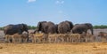 African elephants and zebras at a waterhole in Etosha National Park, Namibia Royalty Free Stock Photo