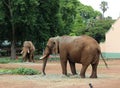 African elephants at ZOO Pretoria, South Africa