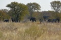 African elephantsloxodonta africana in the Etosha National Park Namibia Royalty Free Stock Photo