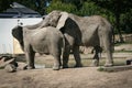 African elphant advances Royalty Free Stock Photo