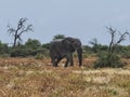African Elphant Bull grazing at Namatoni Royalty Free Stock Photo