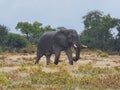 African Elphant Bull grazing at Namatoni Royalty Free Stock Photo