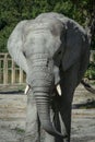 African elphant walking around Royalty Free Stock Photo