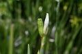 African or Fairy iris Dietes grandiflora   1 Royalty Free Stock Photo