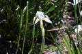 African or Fairy iris Dietes grandiflora   3 Royalty Free Stock Photo