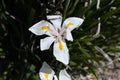 African or Fairy iris Dietes grandiflora   4 Royalty Free Stock Photo