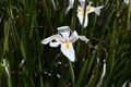 African or Fairy iris Dietes grandiflora   5 Royalty Free Stock Photo