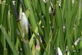 African or Fairy iris Dietes grandiflora   6 Royalty Free Stock Photo