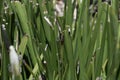 African or Fairy iris Dietes grandiflora 7