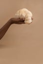 African famele hand holding lion mane mushroom Royalty Free Stock Photo