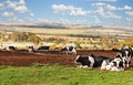 African farm cows resting on th meadow Royalty Free Stock Photo