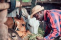 African farm worker farmer man feeding cows with hay and grass  on animal farm. Agriculture and  animal farm concept Royalty Free Stock Photo