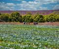 African farm workers