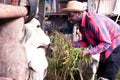 African farmer feeding cows with grass at the farm Royalty Free Stock Photo