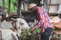 African  farmer  feeding cows with hay and grass on animal farm. Agriculture and animal farm concept Royalty Free Stock Photo