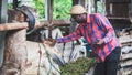 African  farmer  feeding cows with hay and grass on animal farm. Agriculture and animal farm with  technology concept Royalty Free Stock Photo