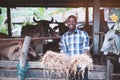 African Farmer giving dry feed to cows in stable Royalty Free Stock Photo